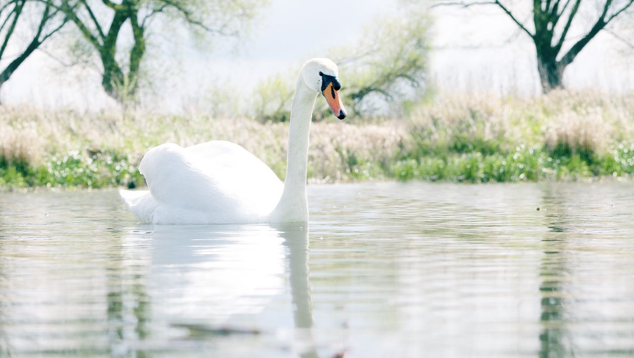 Swan Lake rental