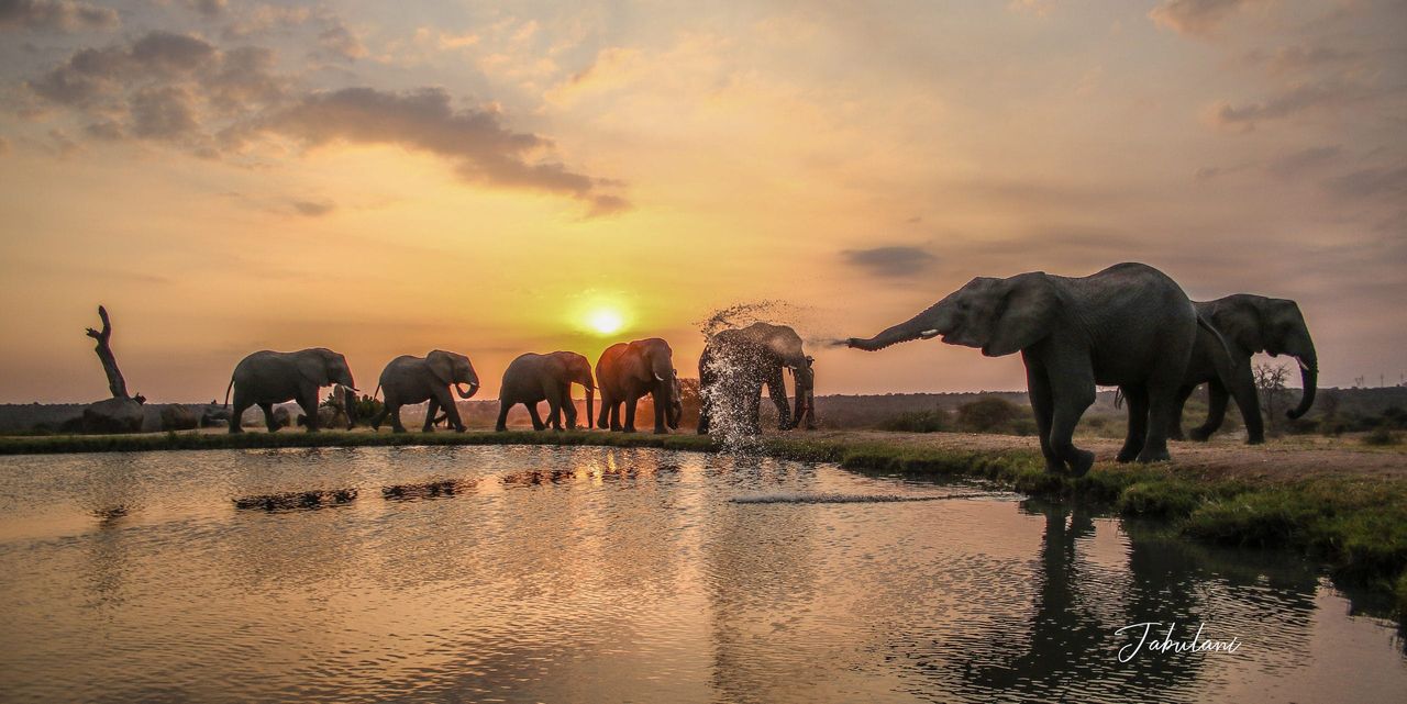 Gaya Tours Luxury Kosher Safari private tour (any date)