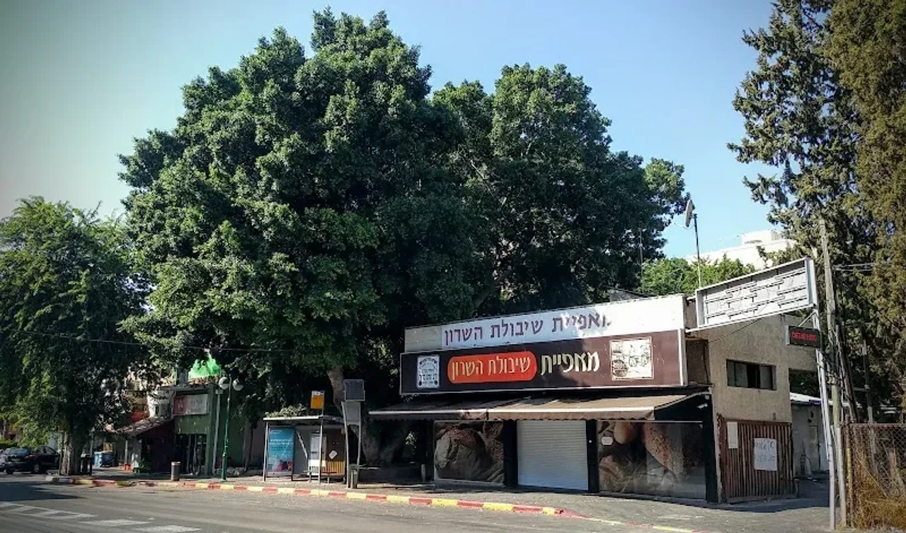 Shibolet Hasharon