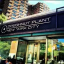 Plante de beignet