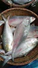 Poisson Elis