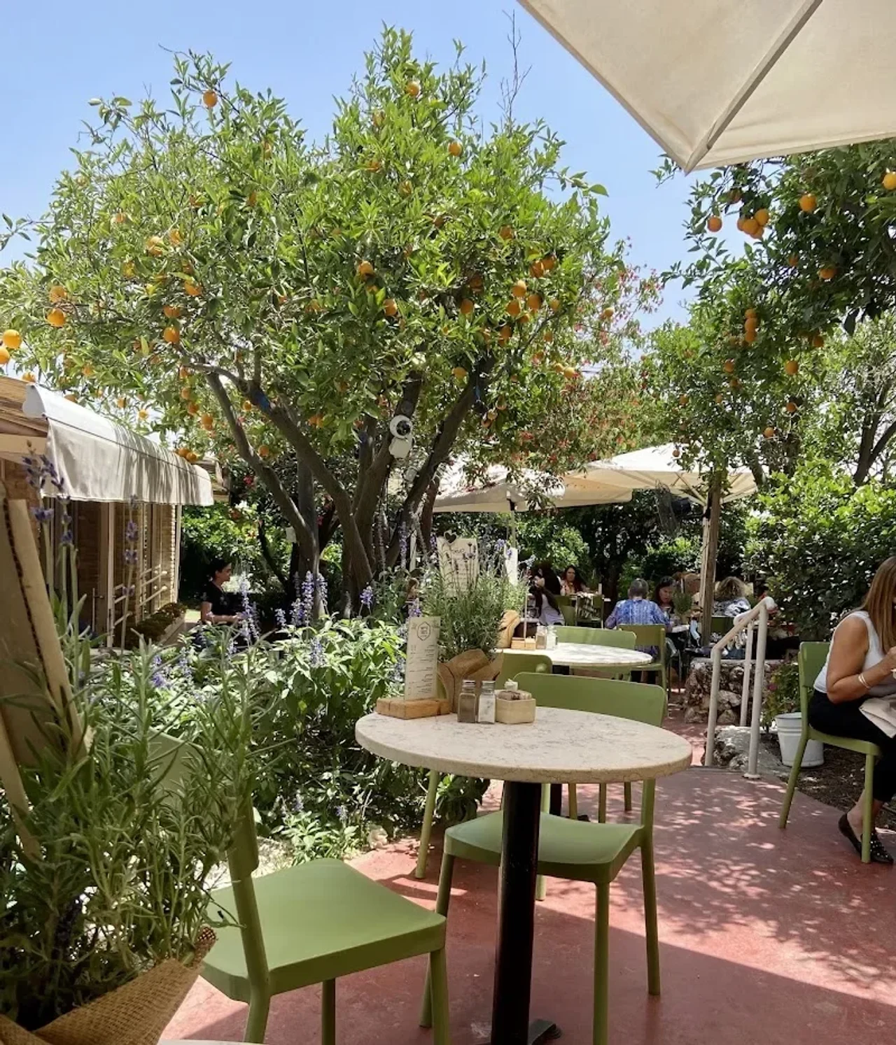Haroeh Bacafe